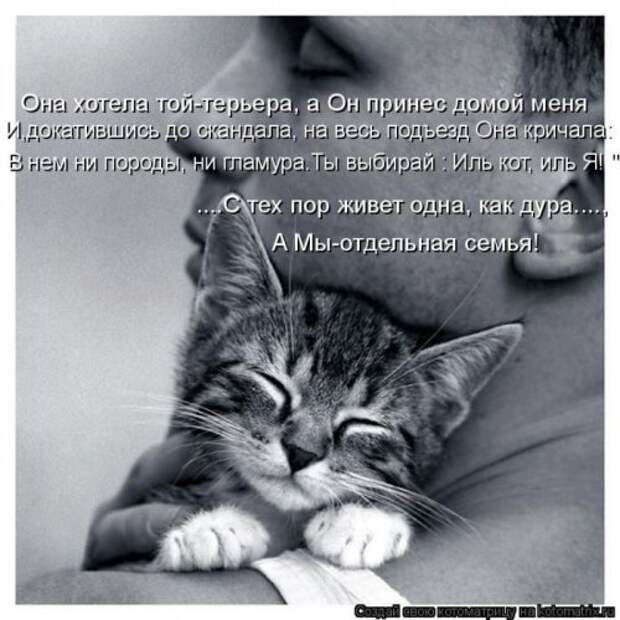 Пятничная котоматрица