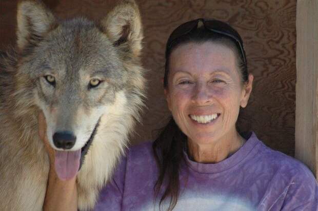 Женщина спасла трёх щенков волка. Теперь они превратились во взрослых гордых животных