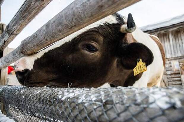 Карантин по лейкозу животных в Краснодарском крае, какая существует опасность