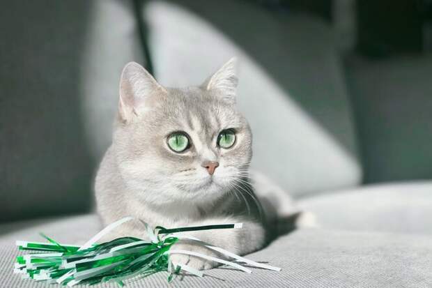 Секрет кошачьих закладок: почему коты «прячут» свои игрушки в миске с едой или водой?