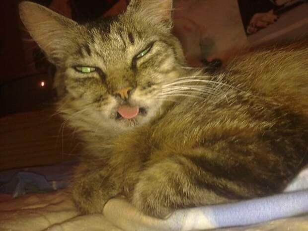 Без кота и жизнь не та