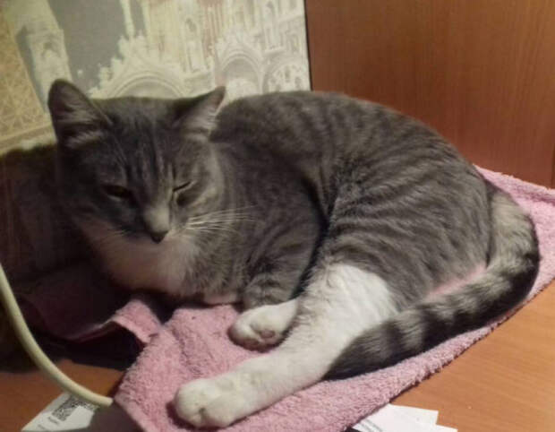 Кот-электрик