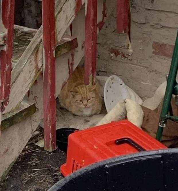 помощь кошке бездомная кошка