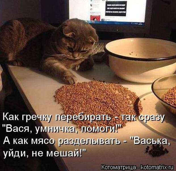 Лучшая котоматрица этой недели (31 фото)