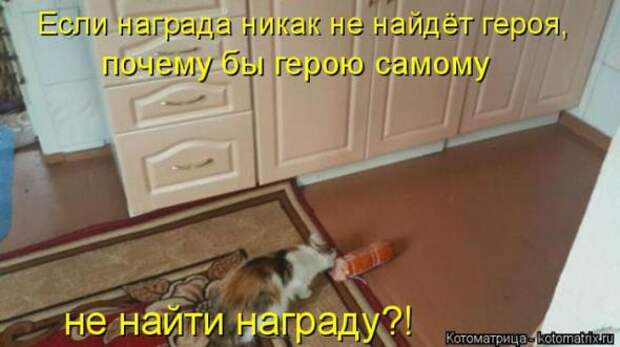 Котоматрицы (картинки с надписями)