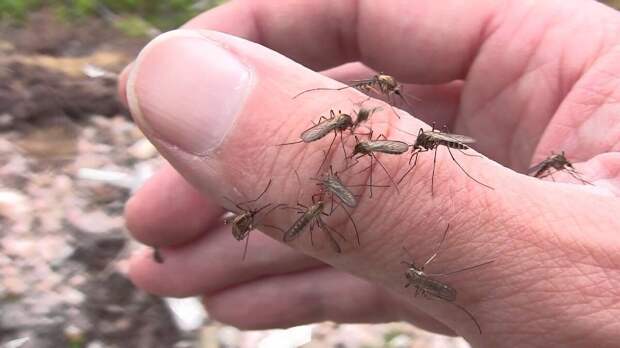 Отстанут и больше не покусают: 5 эффективных народных средств против комаров и мошек
