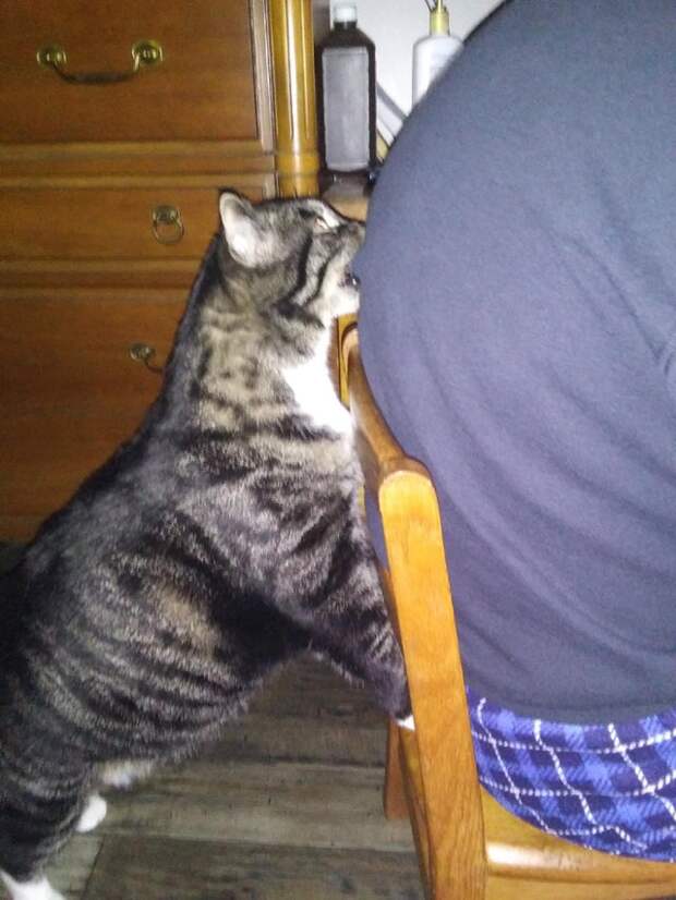 Котики, которые очень плохо себя вели