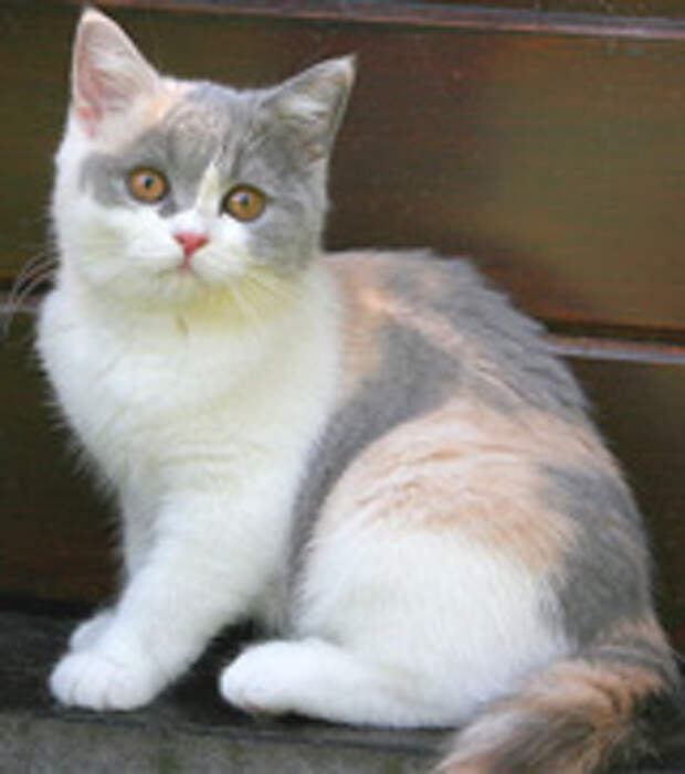 Окрас кошки осветленный Калико