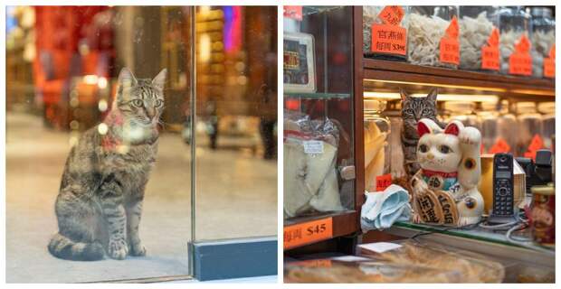 От Гонконга до Стамбула: 45 кошек, которые давно захватили эти города