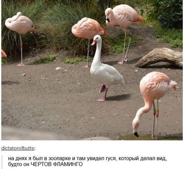 Прикольные картинки Прикольные картинки