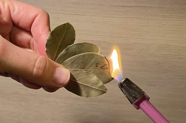 Зачем жечь лавровый лист и кипятить его с уксусом: 4 бытовых лайфхака с лаврушкой