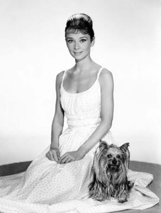 Одри Хепберн, йоркширский терьер Мистер Знаменитость. Фото / Audrey Hepburn, Yorkshire terrier Mr. Famous. Photo 