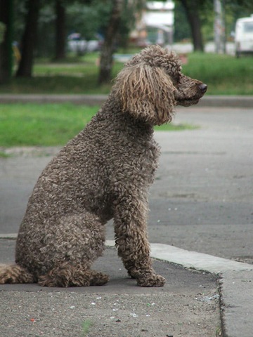 Pudel