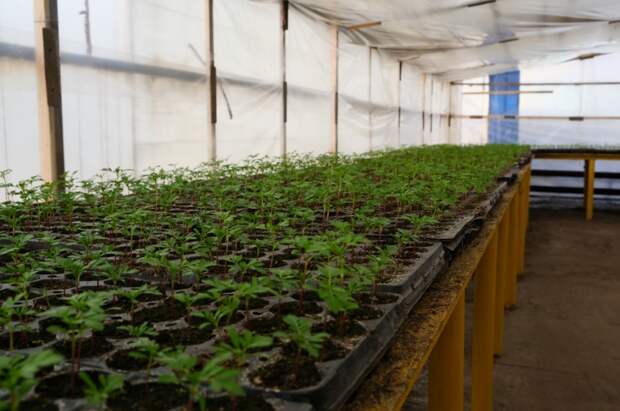 Астраханские городские теплицы становятся «теплее»