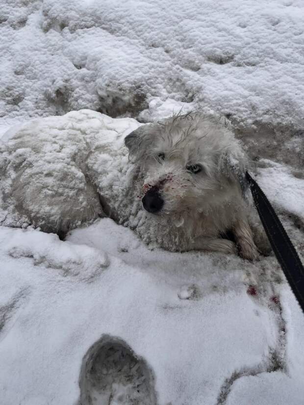 На трассе в Ивановской области сотрудники ДПС спасли сбитую собаку
