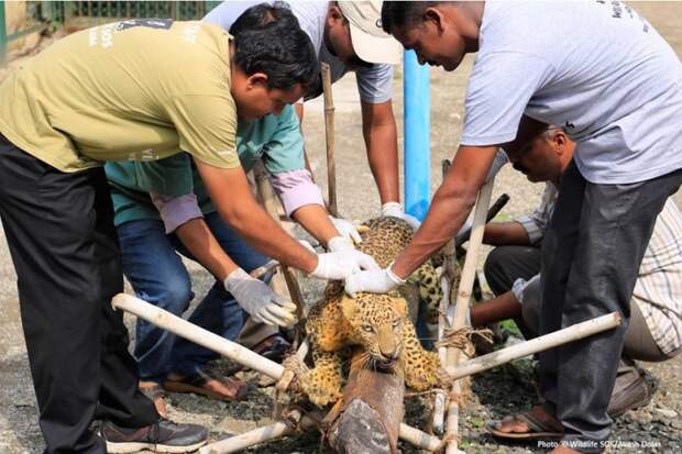 Фермеры заметили раненого леопарда, который без сил лежал на угодьях