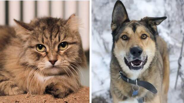 Котопёс недели: возьмите из приюта нежного пса Троя или шикарную кошку Брэду