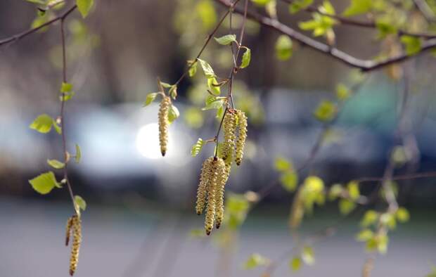 Нижегородцам скоро будет доступна вакцина от аллергии на пыльцу берёзы