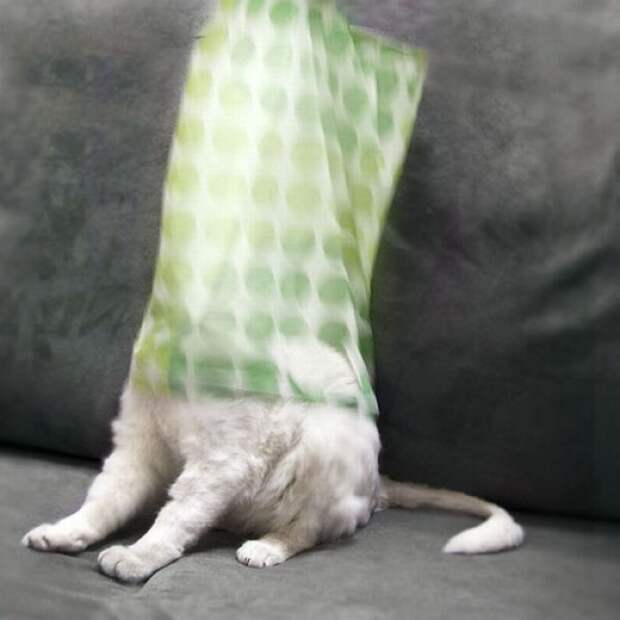 Коты в засаде