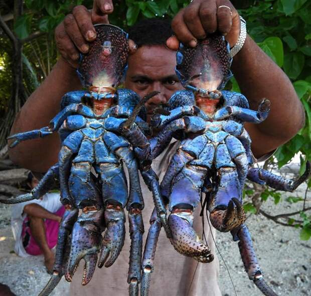 Coconutcrab28 Самый крупный представитель членистоногих, кокосовый краб!