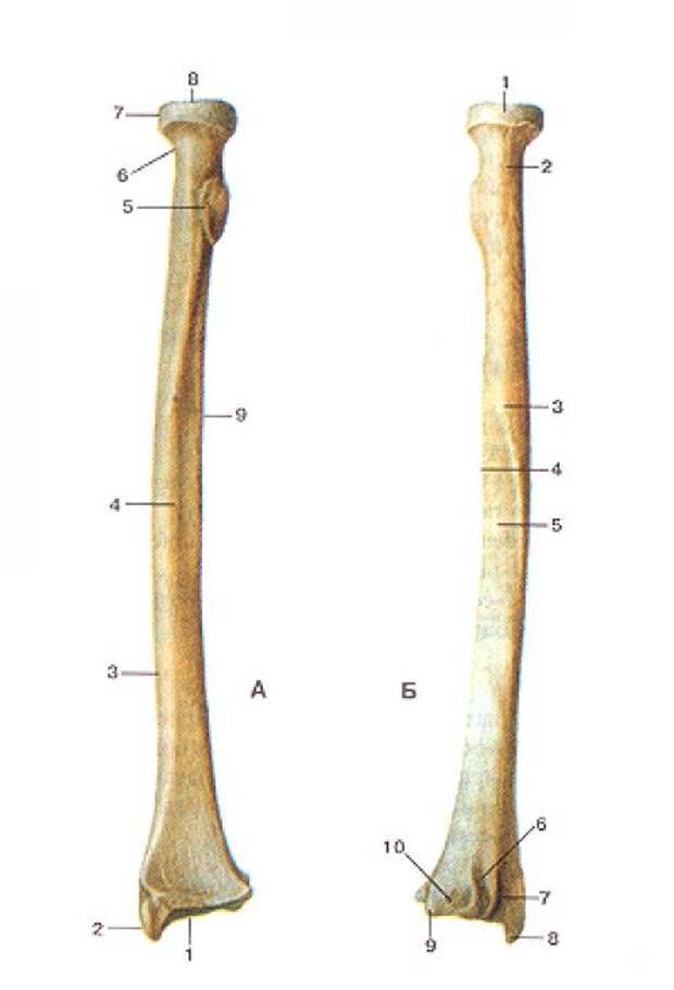 Ковид кости. Лучевая кость строение. Лучевая кость анатомия человека. Кости предплечья локтевая кость кость анатомия. Лучевая и локтевая кость анатомия.