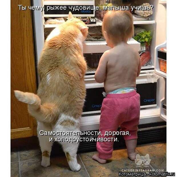 Котоматрица: Ты чему, рыжее чудовище, малыша учишь? Самостоятельности, дорогая, и холодоустойчивости.