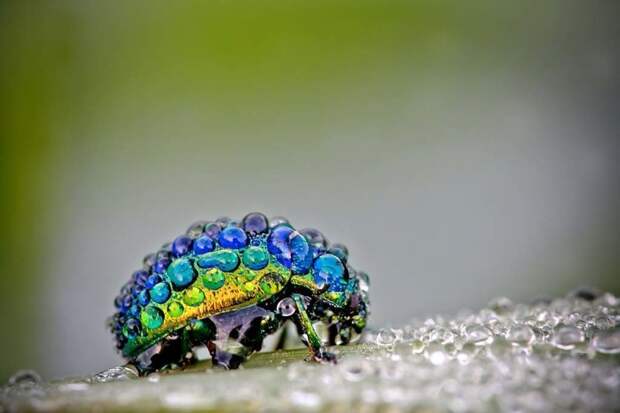 Удивительное макро: насекомые в капельках росы от Дэвида Шамбона красиво, красивые фото, макро, макро фото, насекомые, природа, фото, фотограф