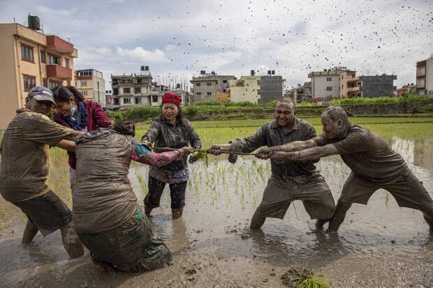 Национальный день рисовых полей в Непале