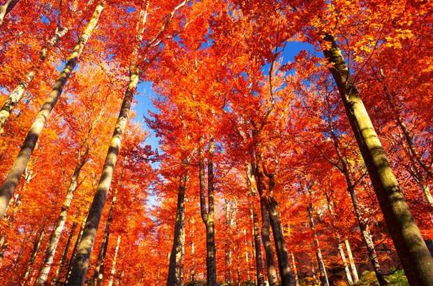 Осень: лучшие фотографии со всего мира