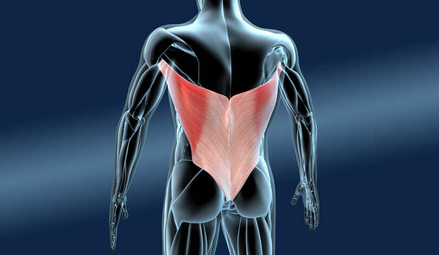 Широчайшие мышцы спины — биомеханика и наиболее эффективные упражнения