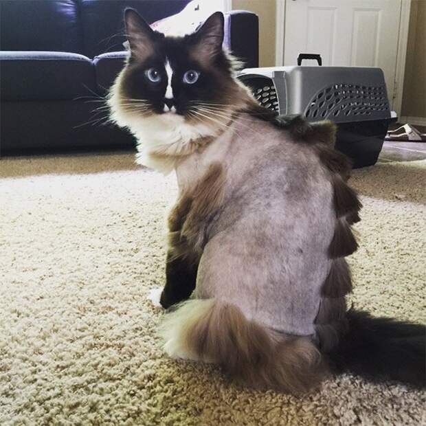 Коты и стрижка под динозавра