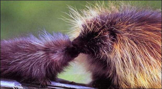 porcupine