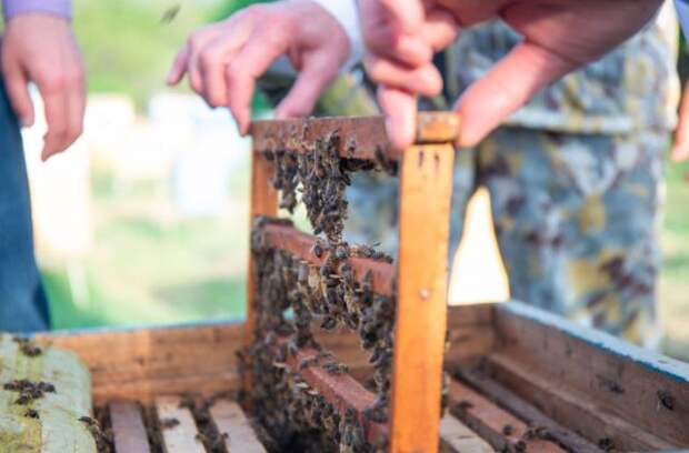 Массовую гибель пчел зафиксировали в Башкирии