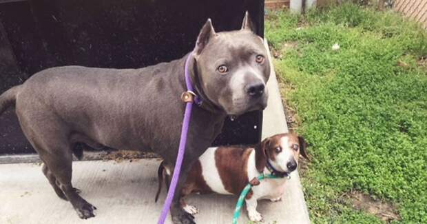 The-exciting-story-of-a-pit-bull-who-does-not-abandon-the-blind-dog-5aea2f235014e__700