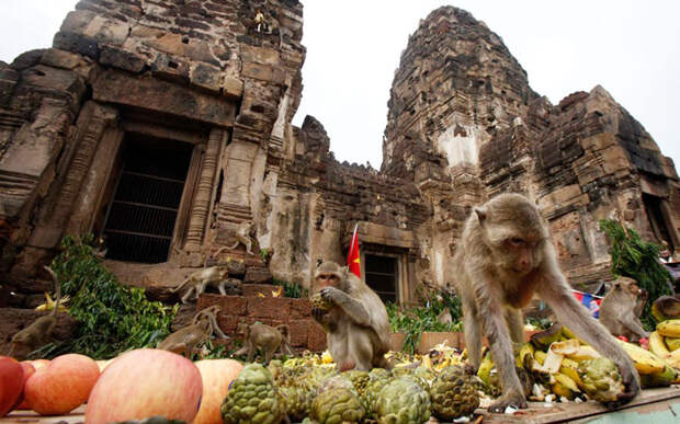 unique-festivals-around-the-world-monkey-buffet-festival-thailand__880