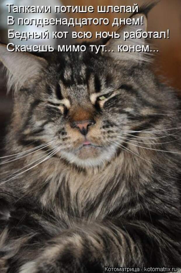 Котоматрицы(картинки с надписями)