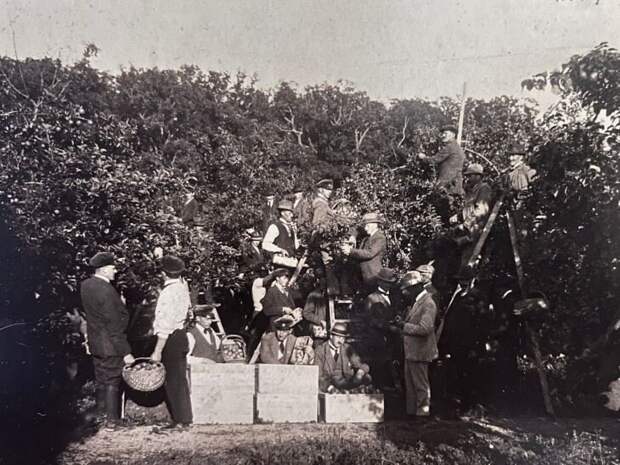 Историческое фото, сделанное во время уборки фруктового урожая. Этот снимок хранится в семье как реликвия