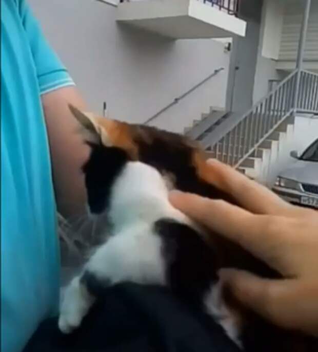 Житель Сочи поймал в сумку кошку, выпавшую из окна многоэтажки и цеплявшуюся за веревку