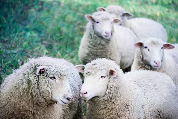 Российская выставка племенных овец и коз примет участников более чем 20 регионов России