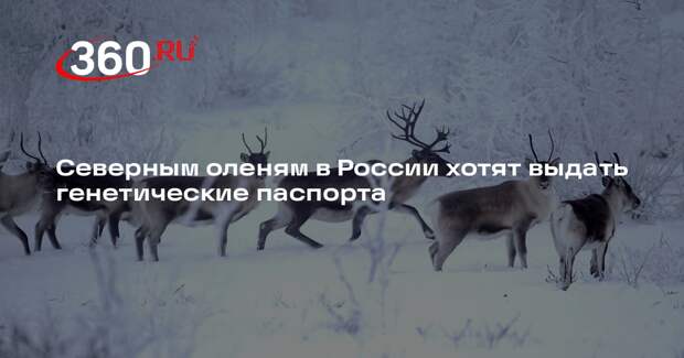 РИА «Новости»: в РФ предложили ввести генетические паспорта для северных оленей
