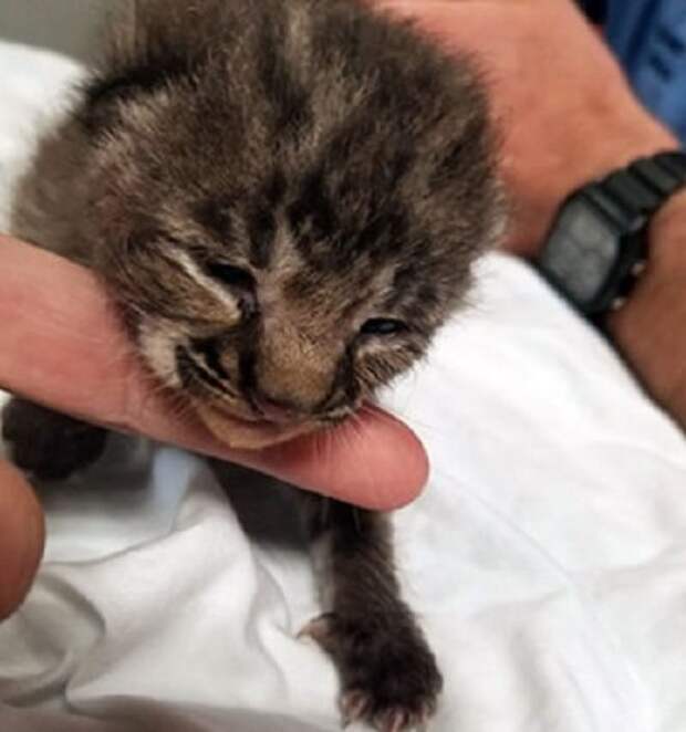 Котенок в больнице Рысенок и палец