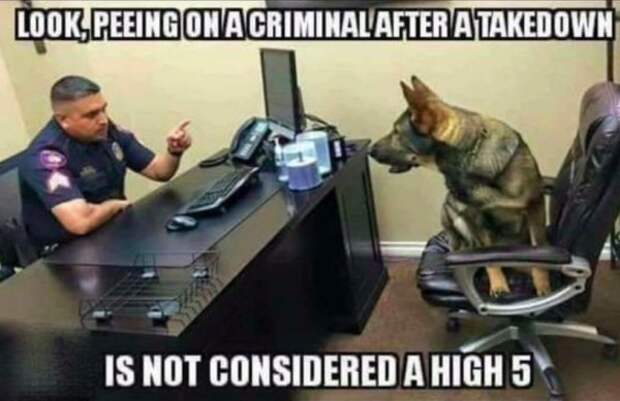 service dog memes always bring out the smiles 9 Service dog memes always bring out the smiles (40 Photos)
