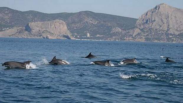 По словам Бориса Бабина, боевые дельфины отказались подчиняться "российским оккупантам".