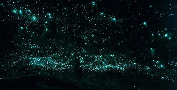 Личинки комаров Личинки комаров биолюминесценция, животные, насекомые, свет, свечение