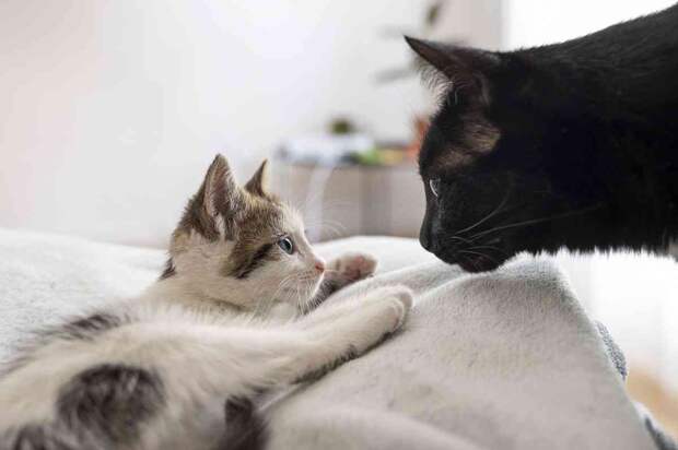 Почему сухой корм опасен: четыре ошибки, которые совершают даже опытные хозяева