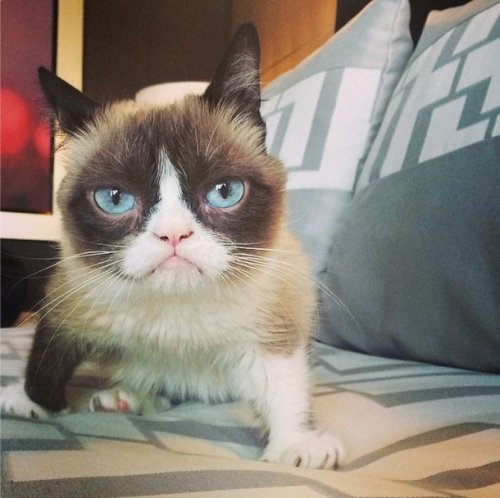 Grumpy Cat за 2 года обогатила свою хозяйку на 100 миллионов долларов (20 фото)