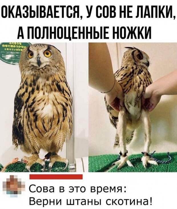 Смешные и познавательные картинки