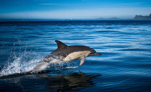 Ужасающие факты про дельфинов