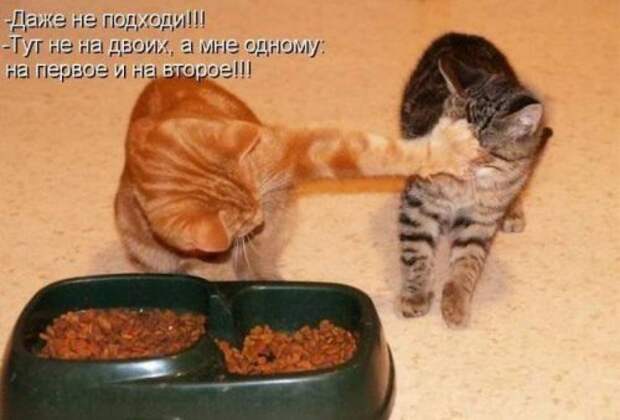 Прикольная котоматрица (22 шт)