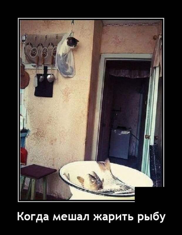 Демотиватор про кота и рыбу